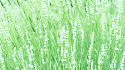 Nature background with spring flowers. Selective and soft focus. Close up.	