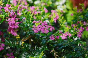 Close up of Cuphea hyssopifolia flower on blur background