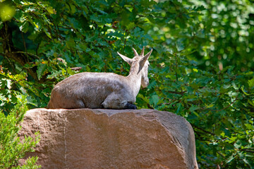 Naklejka premium Gämse auf Felsen im Nürnberger Tierpark-Wildtierruhe