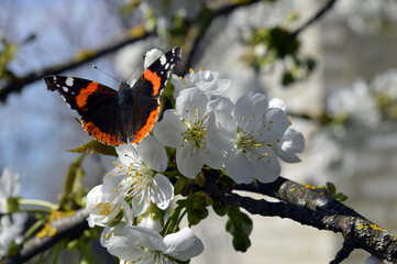 A beautiful colored butterfly sits on a cherry tree flower © KKristin