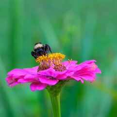 Bumblebee collecting nectar on the center of a pink zinnia flower