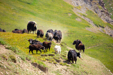 A herd of yaks graze in the mountains. Himalayan big yak in a beautiful landscape. Hairy cow cattle...