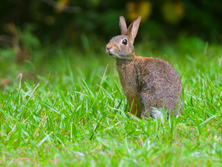 Eastern cottontail rabbit sitting in a yard looking peaceful and curious