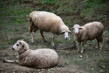Fototapeta premium sheep in the field
