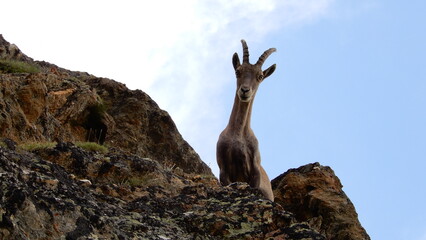 Steinbock