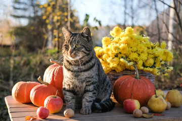A striped cat sits on a table among pumpkins and a basket of autumn flowers
