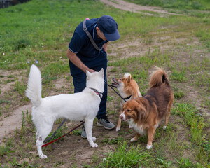 A Caucasian man walks with three dogs. Dog walker.
