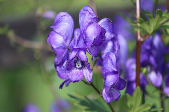 Sweden. Aconitum napellus, monkshood, aconite, Venus' chariot or wolfsbane, is a species of highly toxic flowering plants in the genus Aconitum of the family Ranunculaceae.