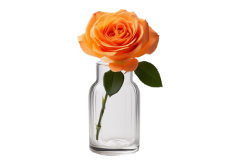 Orange rose in glass vase isolated on a transparent or white background