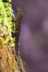 Brown anole on the side of a tree in Highlands Hammock State Park in Florida