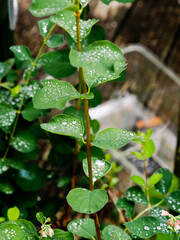 Shiny silver raindrops on green plant leaves