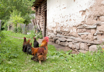 Rooster and chickens by the old house