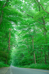 那須高原、直線道路、新緑、那須街道