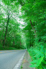 那須高原、直線道路、新緑、那須街道