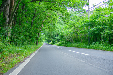 那須高原、直線道路、新緑、那須街道