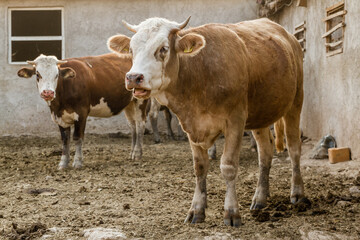 Cows standing in a barnyard with sunlight streaming in, with the barn has a rustic appearance with small windows and a simple roof.