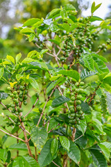 コーヒー農園、コーヒー豆、コーヒー、南国