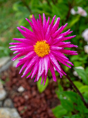 Obraz premium detail of a pink cactus dahlia flower (Pretty in Pink dahlia) in a garden with blurred background