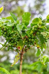 コーヒー農園、コーヒー豆、コーヒー、南国