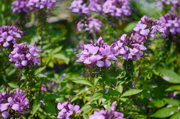 Group of purple and red Cleome hassleriana flowers or Spinnenblume or Cleome spinosa is on a green blurred background. Natural closeup on the pink flower of Cleome hassleriana
