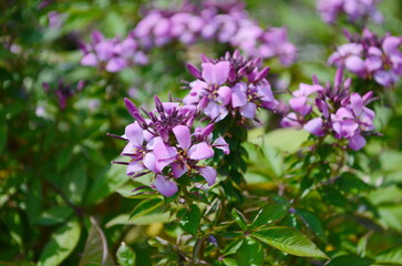 Group of purple and red Cleome hassleriana flowers or Spinnenblume or Cleome spinosa is on a green blurred background. Natural closeup on the pink flower of Cleome hassleriana