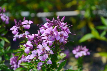 Group of purple and red Cleome hassleriana flowers or Spinnenblume or Cleome spinosa is on a green blurred background. Natural closeup on the pink flower of Cleome hassleriana