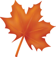 A vibrant red maple leaf with intricate veins