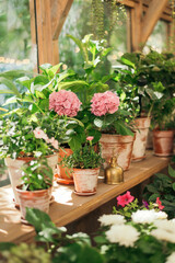 bushes of pink hortensia Hydrangea flowers in pot in a greenhouse or flower shop