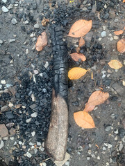 Burning trees on a rainy day