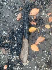 Burning trees on a rainy day