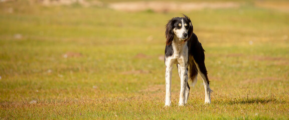 The dog sits on the grass against the backdrop of the mountains. A beautiful hunting dog is resting on the lawn. Happy pet on a walk.