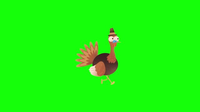 A Coak Hen animal runnig motion graphic animation with clip template 4k chroma green screen Background.