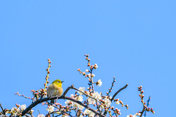 メジロ、梅、春、