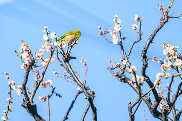 メジロ、梅、春、