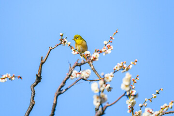 メジロ、梅、春、