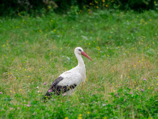 WWhite stork ciconia feeding in the meadow