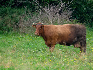 Dirty brown cow standing in the meadow