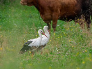 White Stork feeding in the meadow with a Cow 3