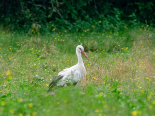 White stork ciconia feeding in the meadow 2