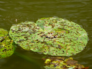 Damaged water lily leaves eaten by bugs and insects