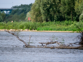 Seagulls resting on a tree branch submerged in water