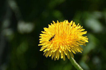 yellow dandelion flower
