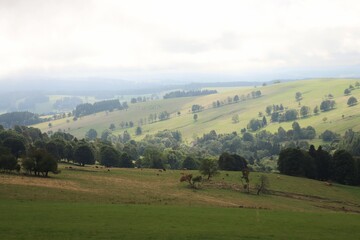 Obraz premium View to grazing cattle in distance in the mountains