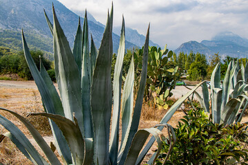 beautiful large blue agave plants and beautiful green prickly pear cactus with mountain landscape in the background in Turkey Kemer, Antalya