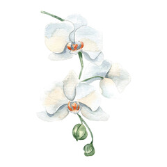 White orchids with soft green buds watercolor isolated. White flowers on stem hand drawn in pastel colors. Delicate floral illustration painted in botanical sketch style for nature design, wedding. © Ekaterina Lanbina