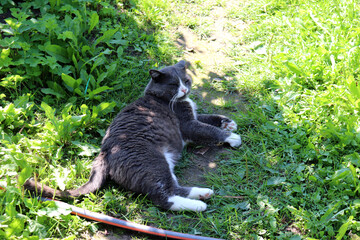 Gray sleepy smoky cat with half-closed eyes lies on its side in the shade on a path in the garden on a summer sunny day on green grass. Horizontal photo, close-up