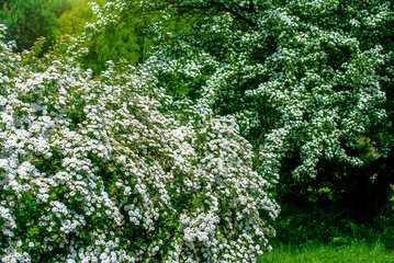 Obraz premium Spirea bushes bloom in the spring in May 