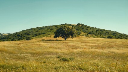 Obraz premium A solitary tree stands proudly on a gentle hillside, surrounded by lush greenery and colorful wildflowers, under a serene blue sky, capturing the essence of nature's beauty.
