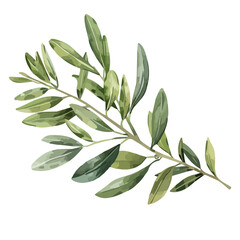 Watercolor painting of olive leaves, isolated on a white background, and olive leaves vector