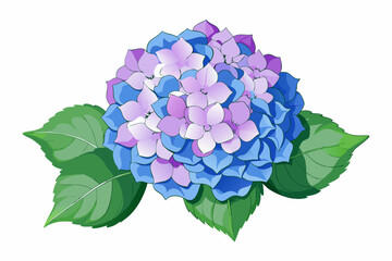 Close-up of a blue and purple hydrangea flower with green leaves
